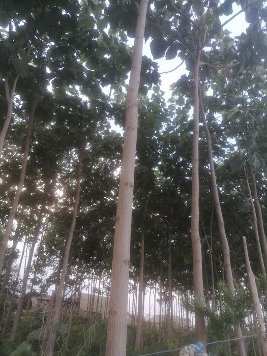 Vând paulownia puieti