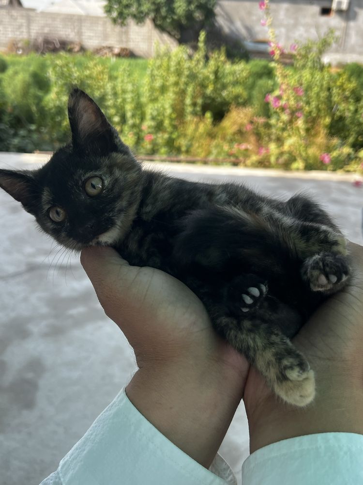 Отдам даром котенка в хорошие руки