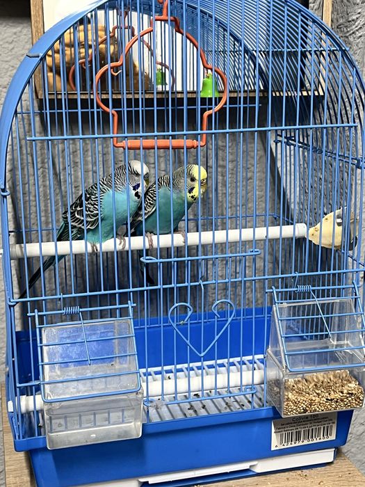 Vând papagali cu cuşca si tot ce se vede in poza