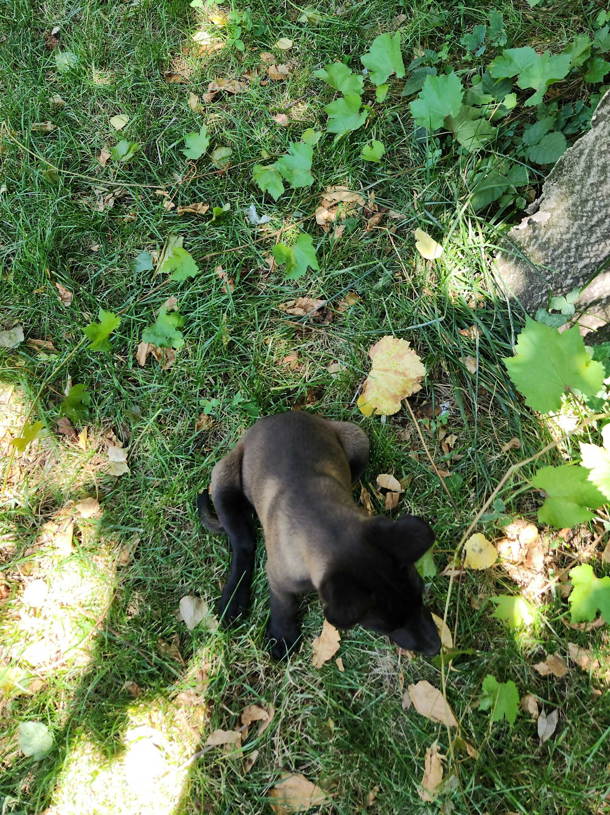 Femela Ciobanesc belgian Malinois cu pedigree