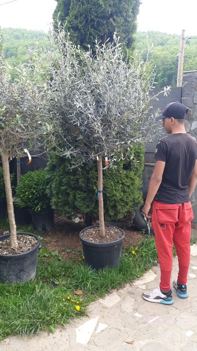 Măslini seculari calitate extra transport gratuit