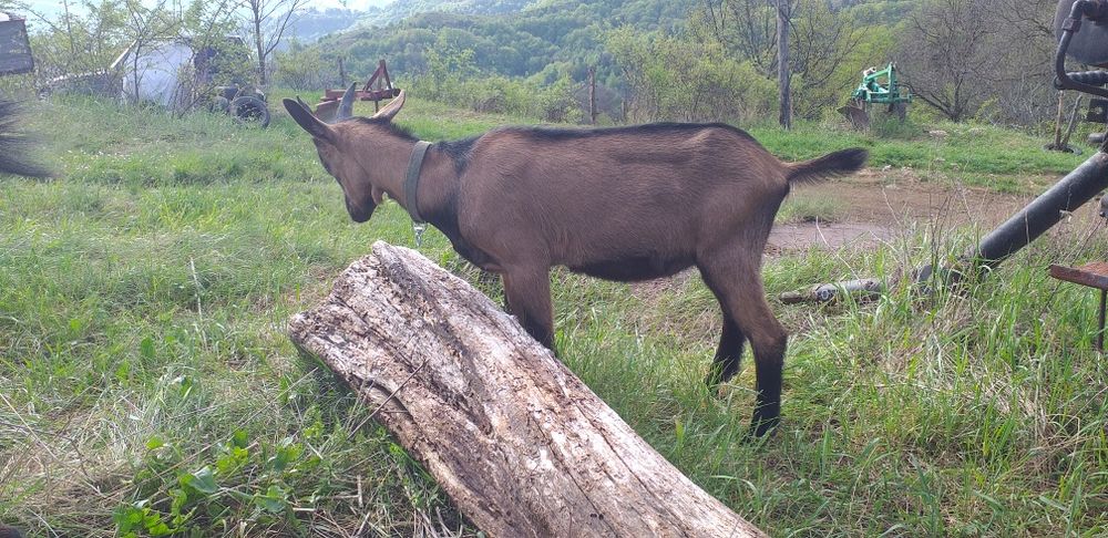 Vand țapisor alpin francez