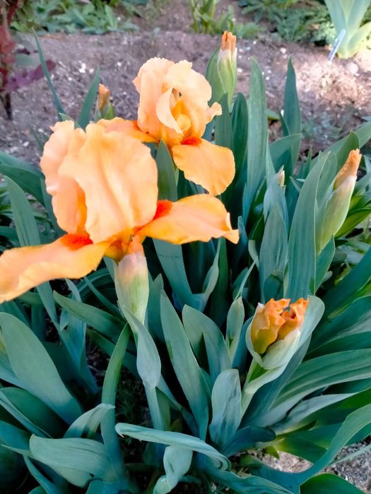 Ирис карликовый