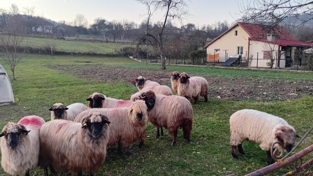 De vazare oi bucalai