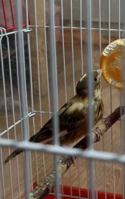 Каранейка- кенар