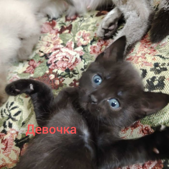 Отдам котят  в добрые заботливые руки