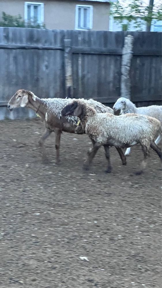 Продаем баранов  срочно