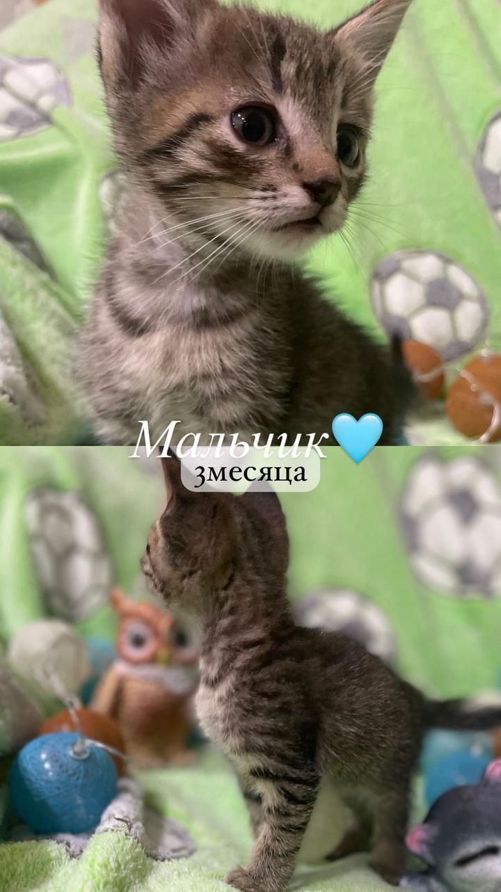 Пристраивается котенок котята