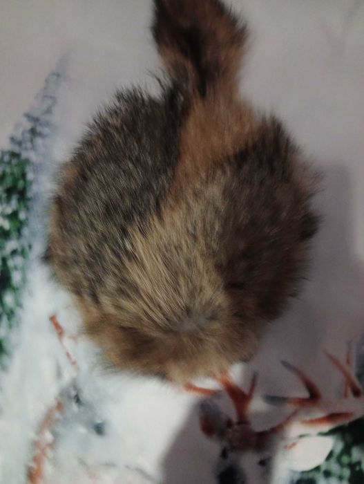 Шапка от чакалска кожа