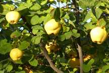Pomi Fructiferi Stravechi Glia Stramoseasca (Gutui )