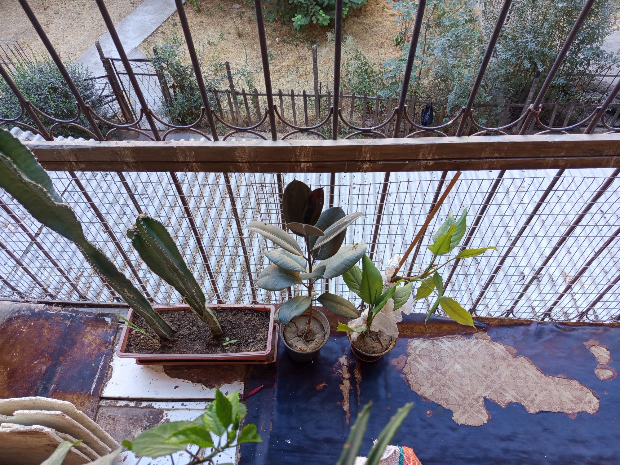 Honaki gullar Sotiladi.