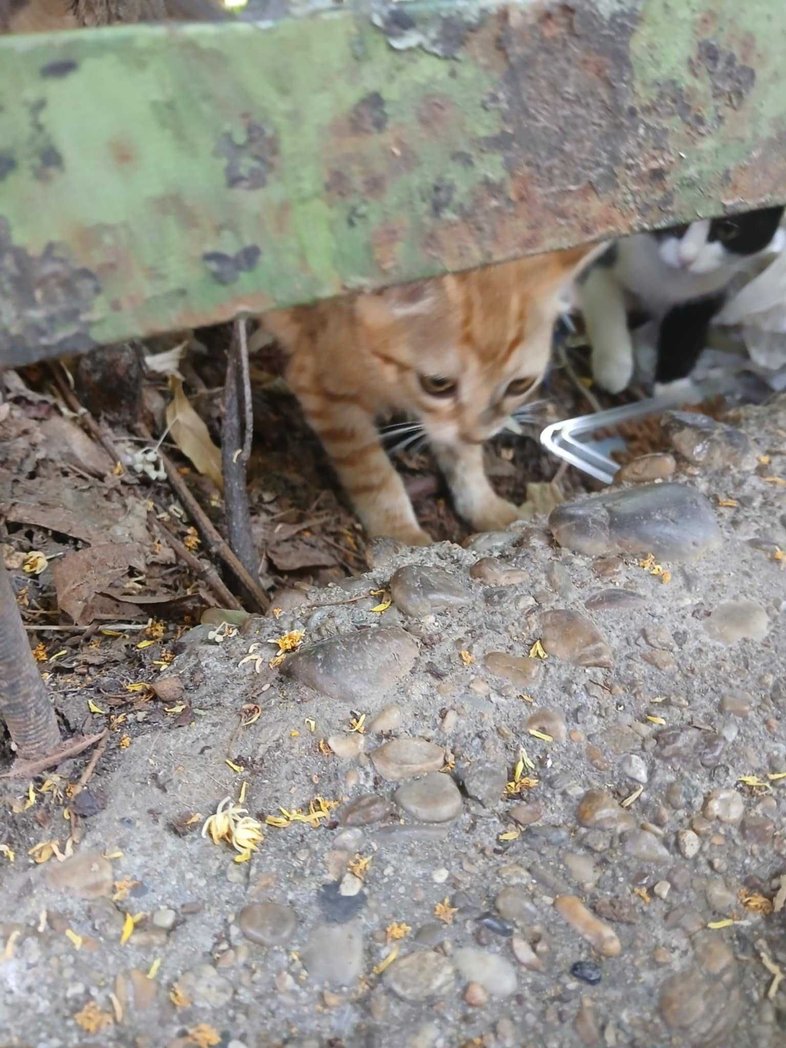 Котенца за осиновяване