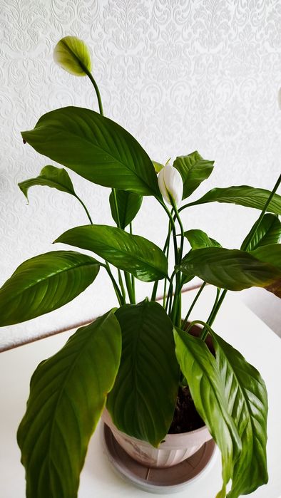 Продам Спатифиллум.