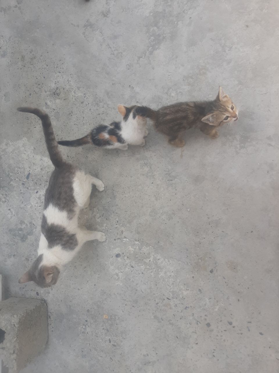 Mushukchalarni tekinga beraman