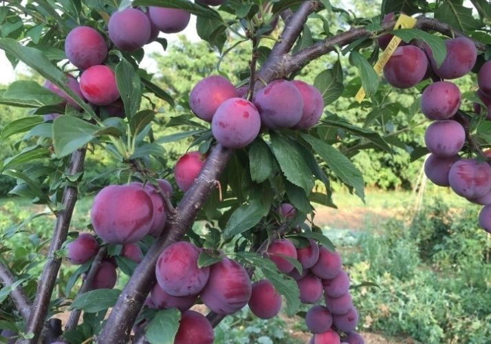 Prun Sangue di Drago