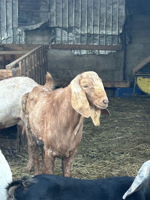 Vand Tap anglo nubian sau schimb cu oaie