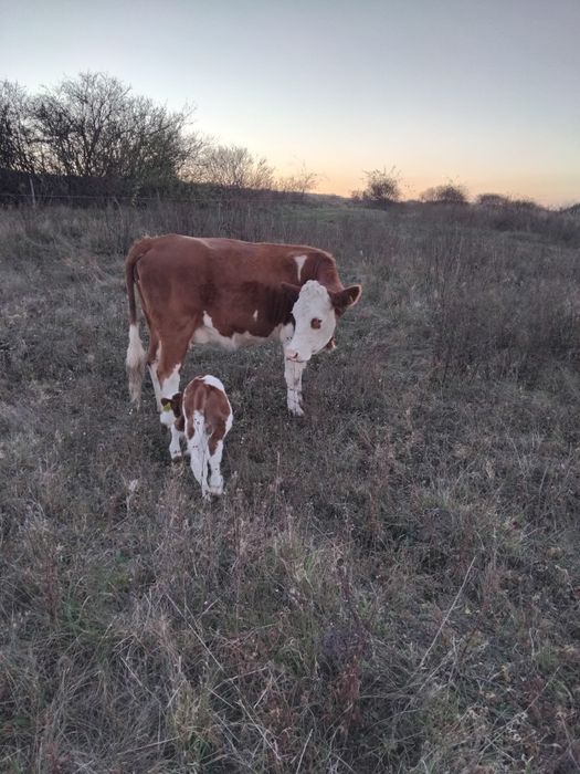 Vaca la prima fatare