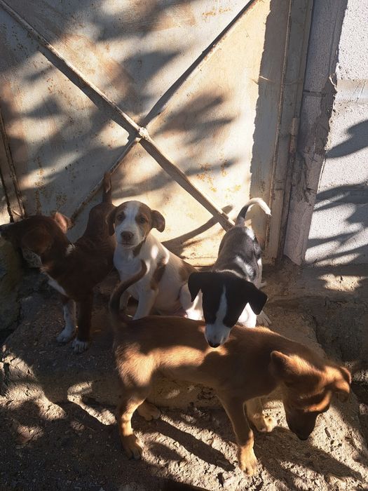 Căței pentru adopție
