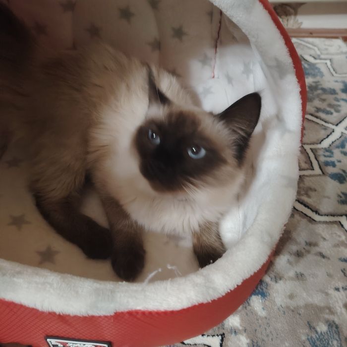 Продаётся кот Сиймский