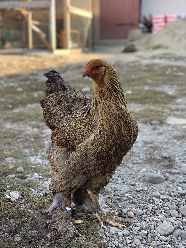 Brahma potârnichiu- OUĂ  pt incubat !