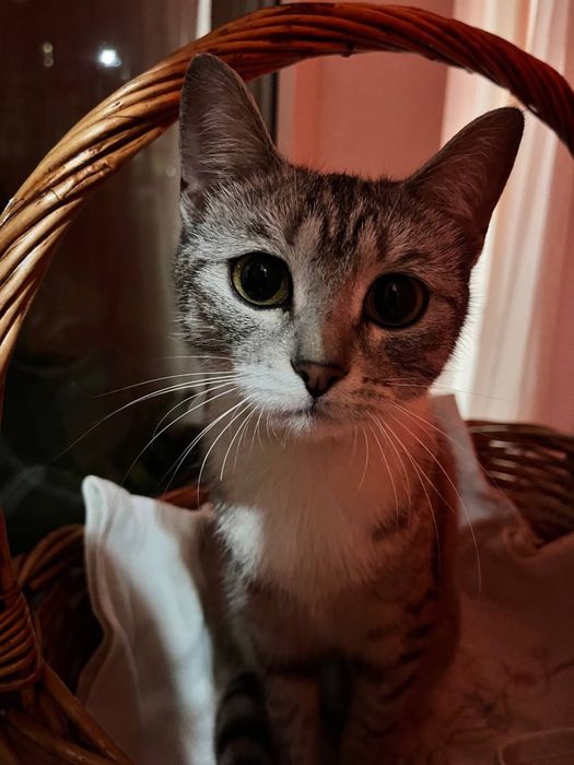 нашли кошку! потерялась кошка