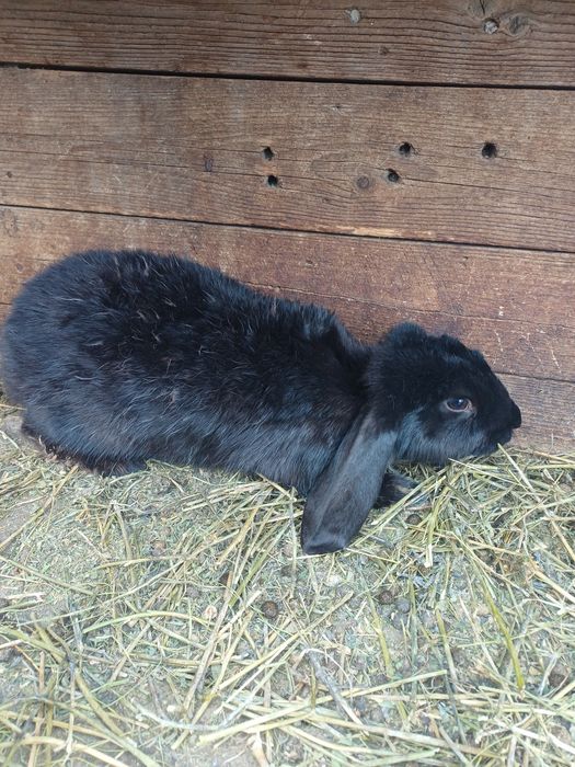 Masculi rasă berbec german