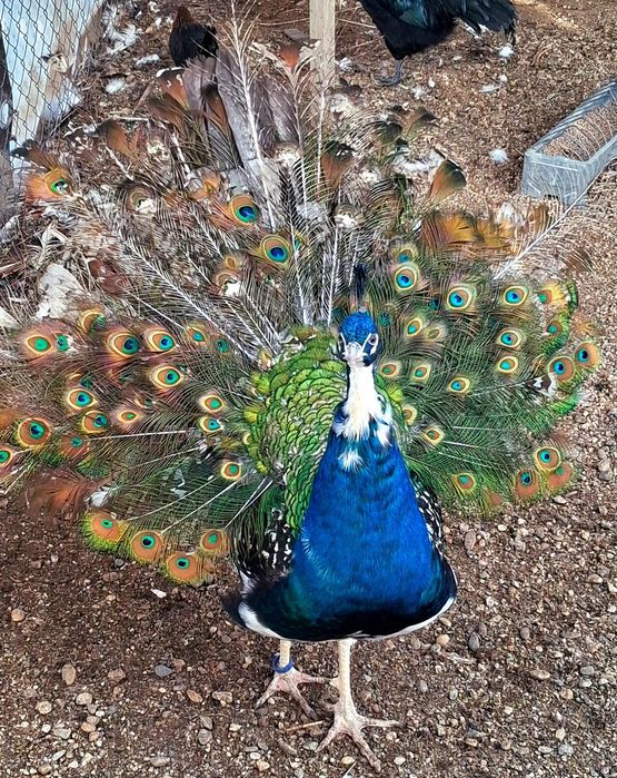 Mascul paun umăr negru purtător de ochi alb  !