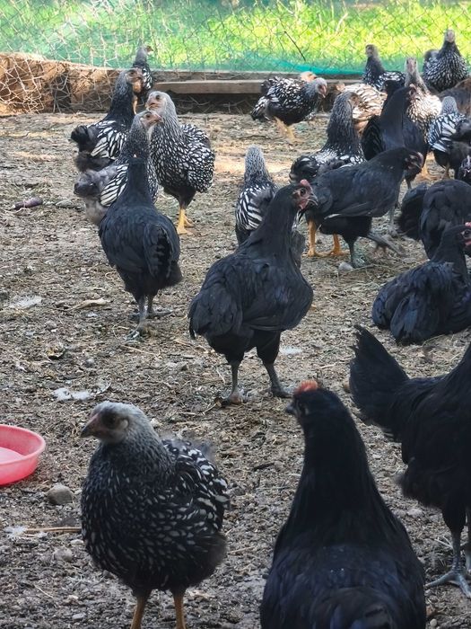 Pui de vânzare cu vârsta de 2 -3 luni