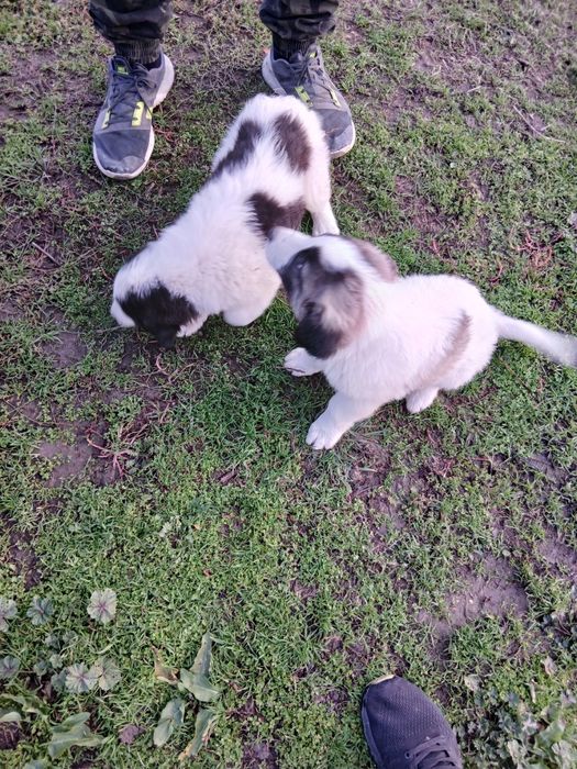 Каракачанки Българско овчарско куче.