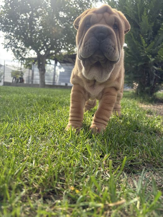 Продавам чистокръвно шарпейче