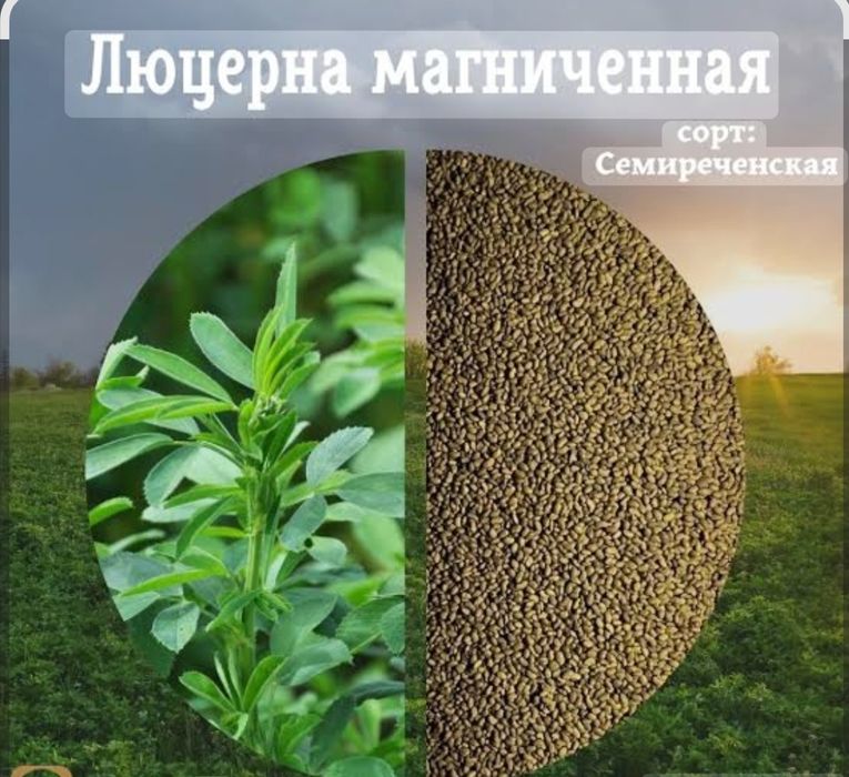 Продам семена люцерны.