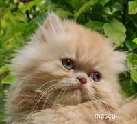 Vând pui pisica persana