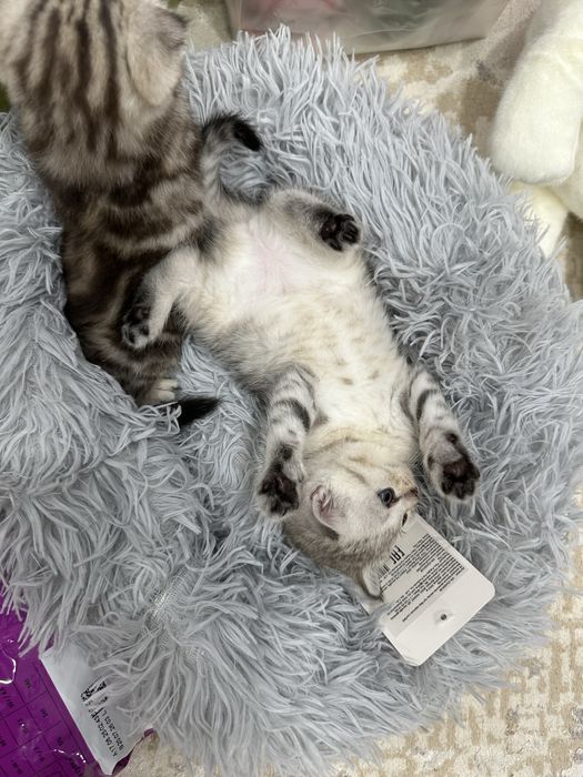 Породистые котята