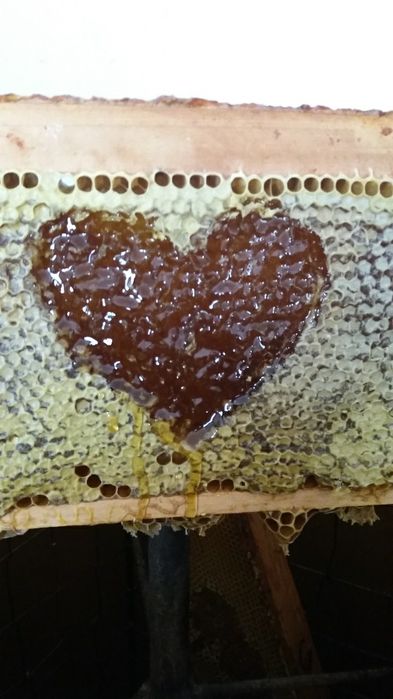 Miere naturala salcam si poliflora en-gross si la borcan din stupina p