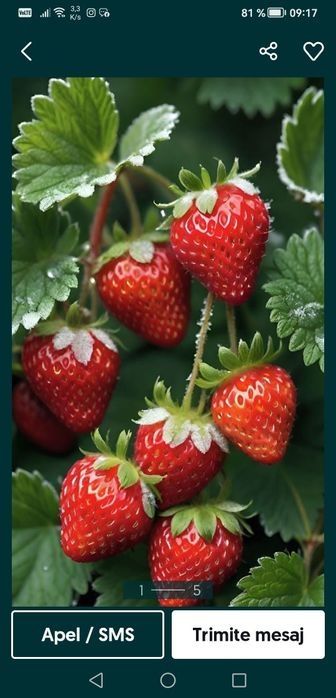 Stoloni de căpșuni Albion remontat 0,50 bani buc