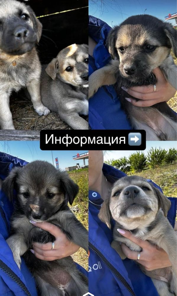 Срочно!!! Ищем дом для мылых девченок!