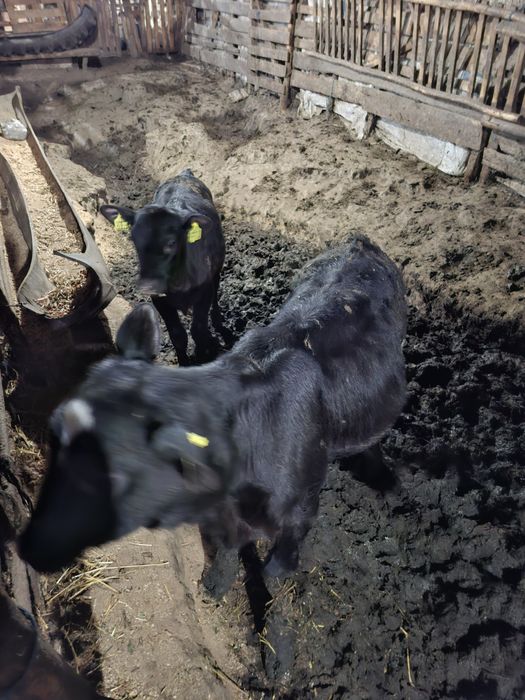 Viței încărcați peste doua luni