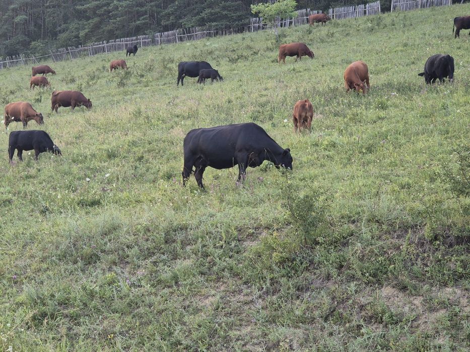 Vând lot Angus (Taur, tăurași,Vaci, viței)