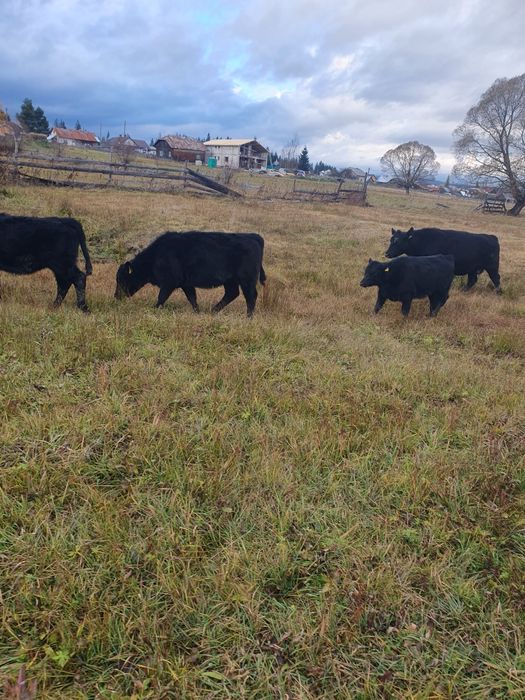 Vitele Angus 6-8 luni  de vanzare