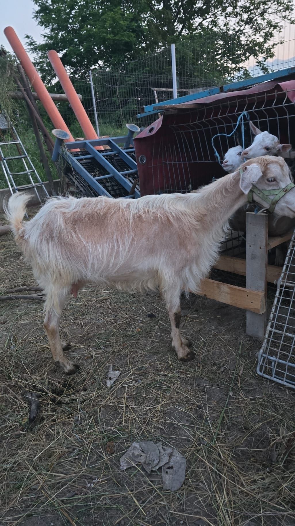 Vand capra românească
