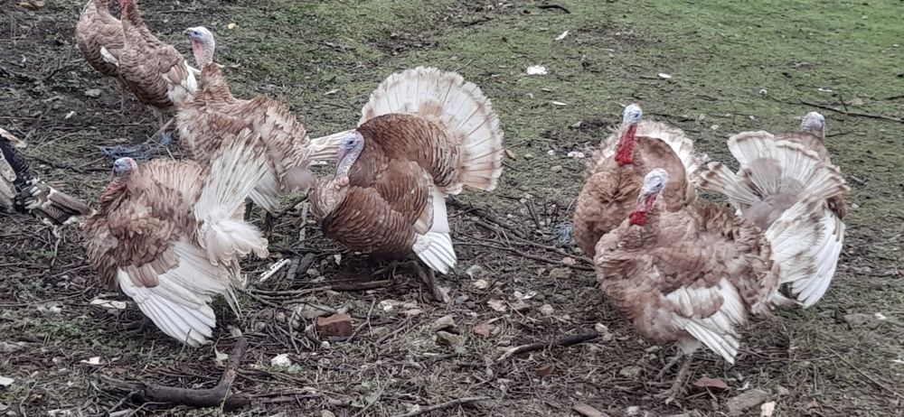 Продавам домашни пуйки