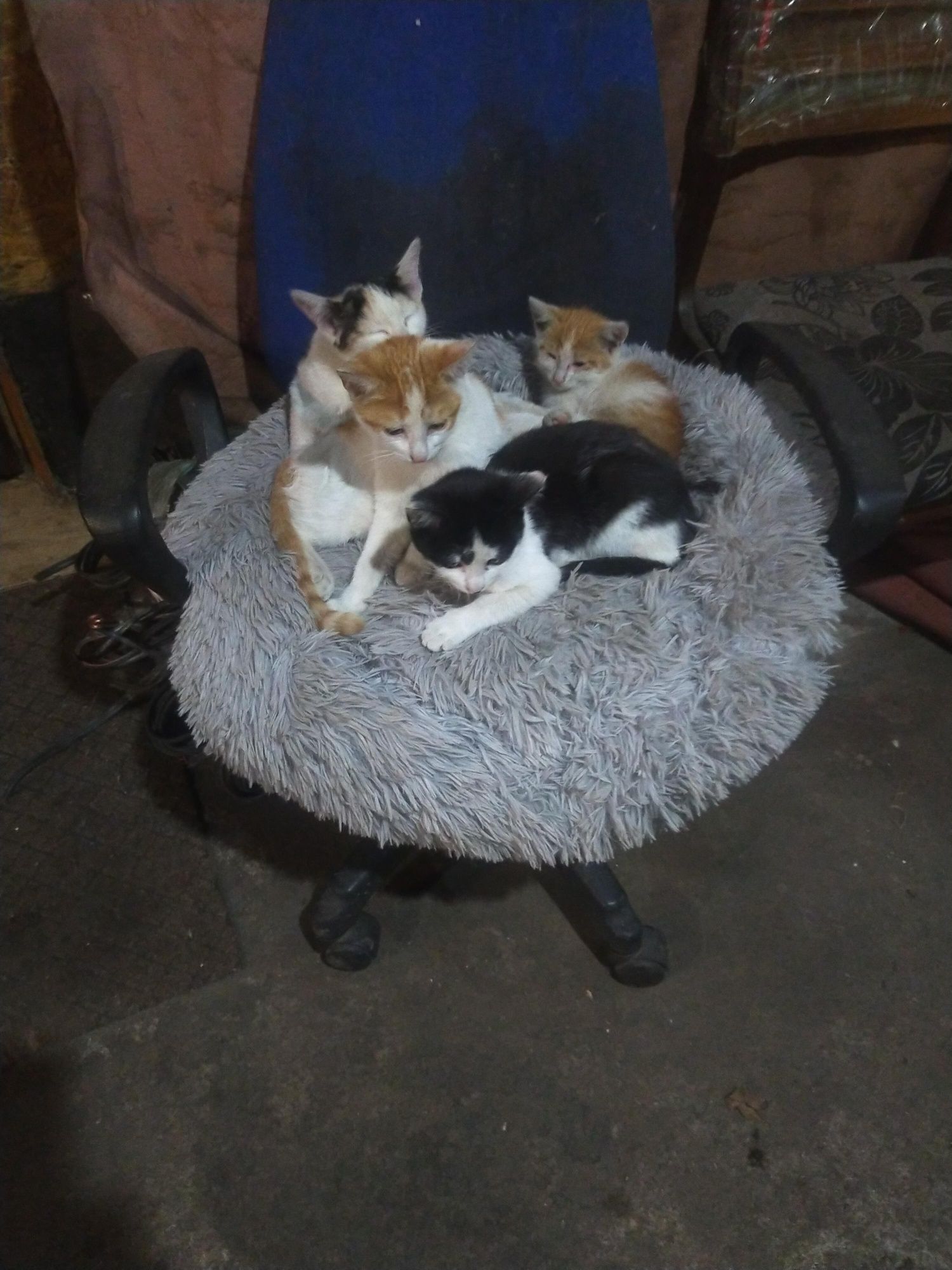 Отдам котят разных