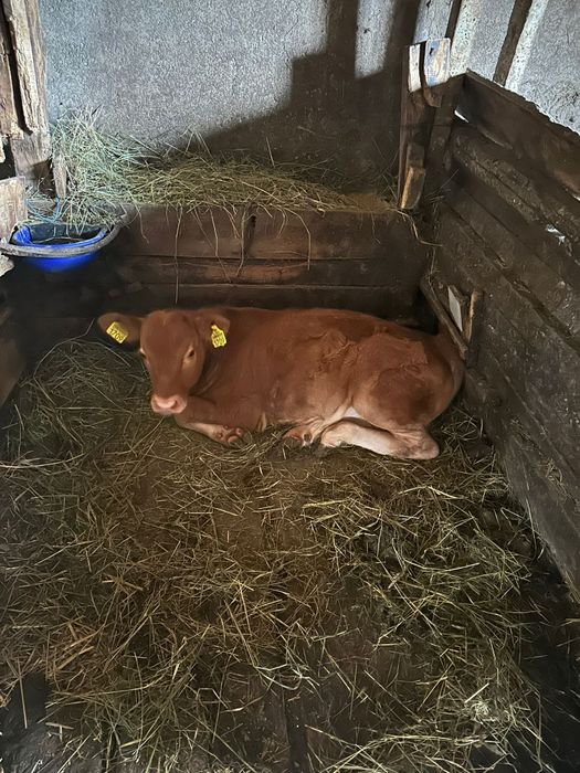 1 vițel 3 vițele