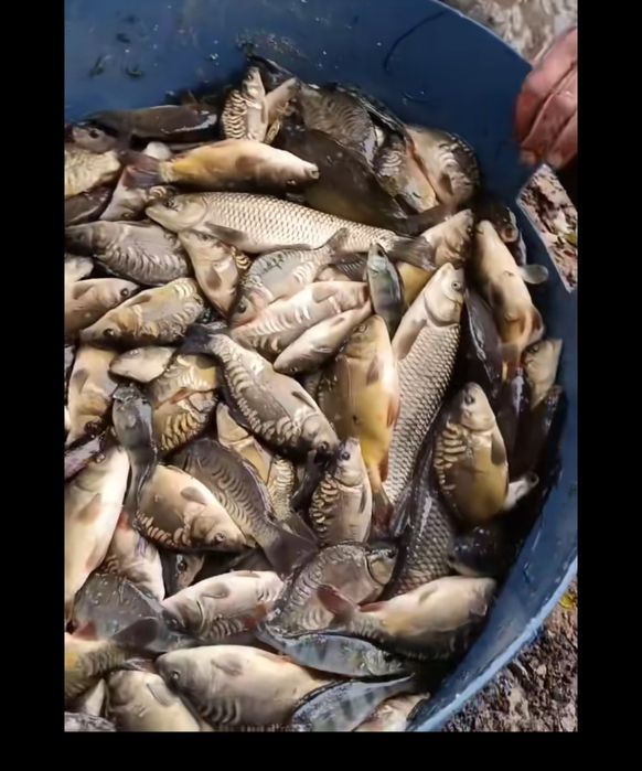 Puiet crap vara I si vara II cu greutatea intre 50 grame si 800 grame.