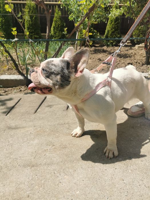 Buldog francez femela