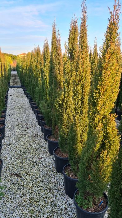 Cupresus Sempervirens