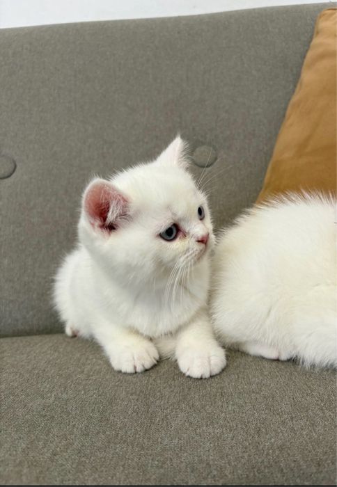 Motanel scottish straight/british