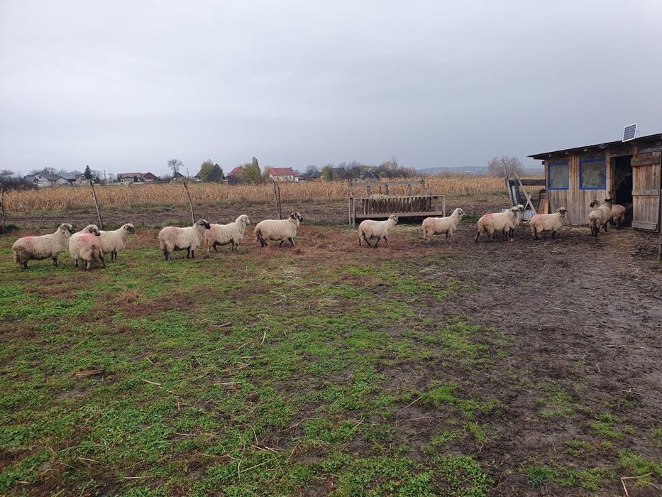 Oi gestante de vanzare