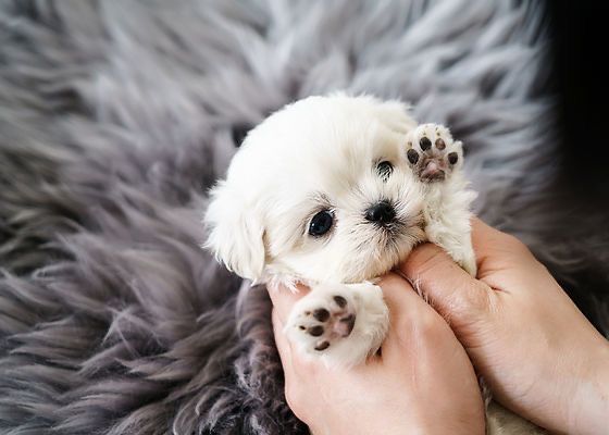 Bichon malteste alb
