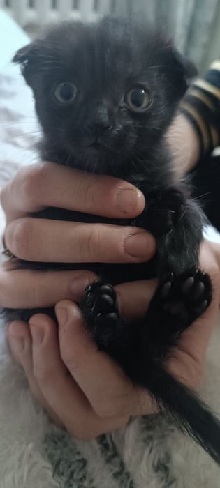 Котята вислоухие